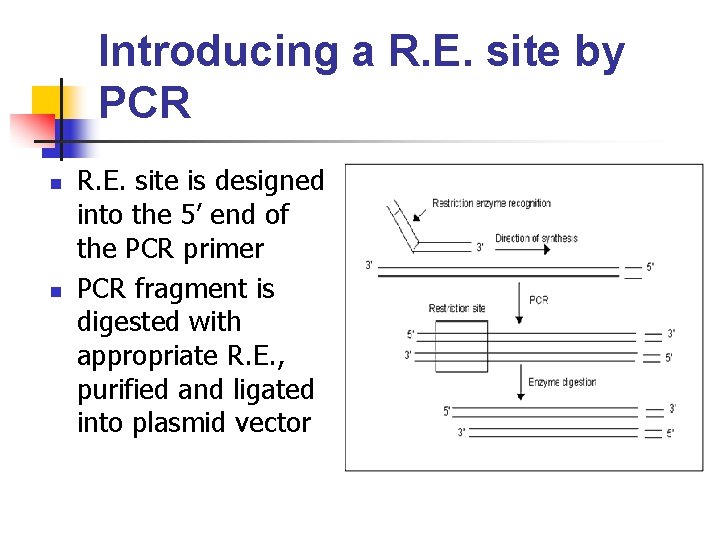 Introducing a R. E. site by PCR n n R. E. site is designed