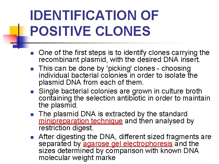 IDENTIFICATION OF POSITIVE CLONES n n n One of the first steps is to