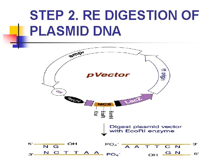 STEP 2. RE DIGESTION OF PLASMID DNA 