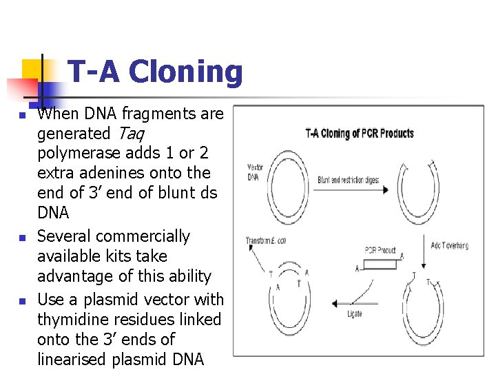 T-A Cloning n n n When DNA fragments are generated Taq polymerase adds 1