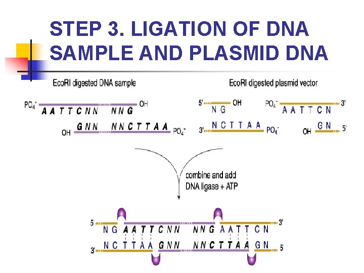 STEP 3. LIGATION OF DNA SAMPLE AND PLASMID DNA 