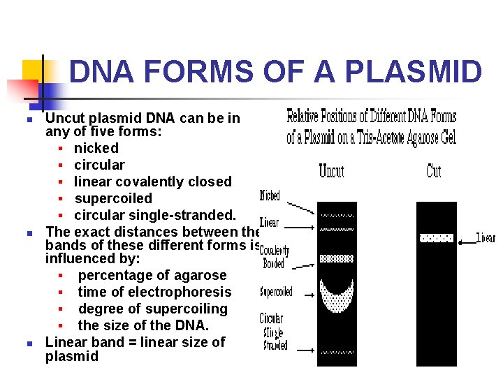 DNA FORMS OF A PLASMID Uncut plasmid DNA can be in any of five