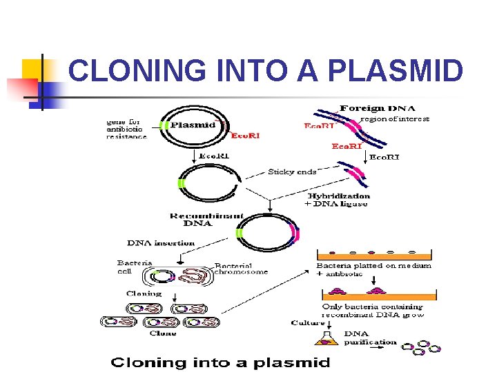 CLONING INTO A PLASMID 