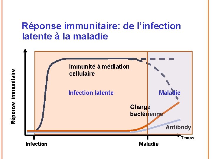 Réponse immunitaire: de l’infection latente à la maladie Réponse immunitaire Immunité à médiation cellulaire