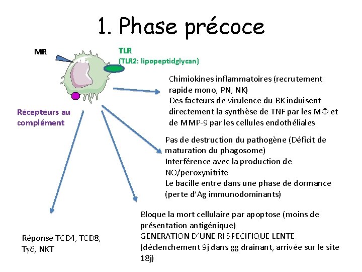 1. Phase précoce MR Récepteurs au complément TLR (TLR 2: lipopeptidglycan) Chimiokines inflammatoires (recrutement