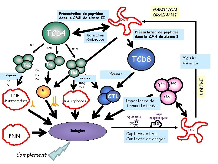 Présentation de peptides dans le CMH de classe II TCD 4 IL-21 IL-4 IL-10