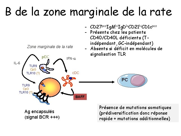 B de la zone marginale de la rate Zone marginale de la rate p.