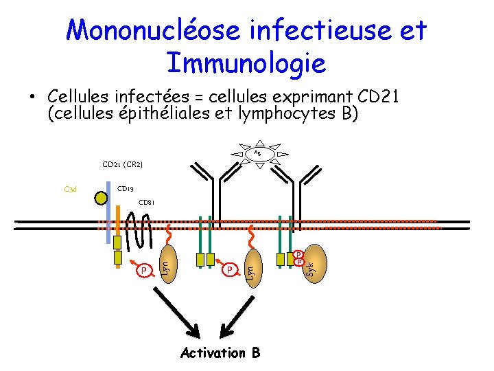 Mononucléose infectieuse et Immunologie • Cellules infectées = cellules exprimant CD 21 (cellules épithéliales