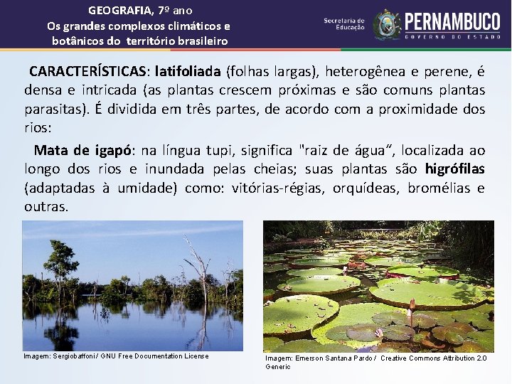 GEOGRAFIA, 7º ano Os grandes complexos climáticos e botânicos do território brasileiro CARACTERÍSTICAS: latifoliada