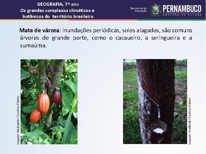 GEOGRAFIA, 7º ano Os grandes complexos climáticos e botânicos do território brasileiro Mata de