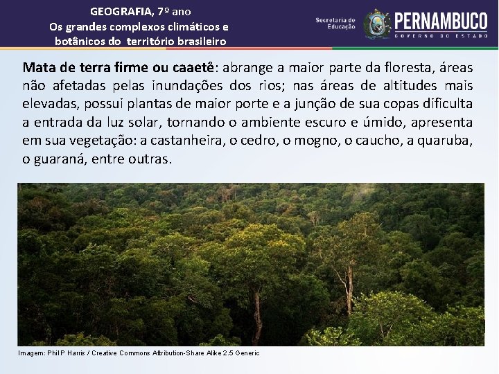 GEOGRAFIA, 7º ano Os grandes complexos climáticos e botânicos do território brasileiro Mata de