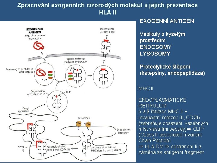 Zpracování exogenních cizorodých molekul a jejich prezentace HLA II EXOGENNÍ ANTIGEN Vesikuly s kyselým