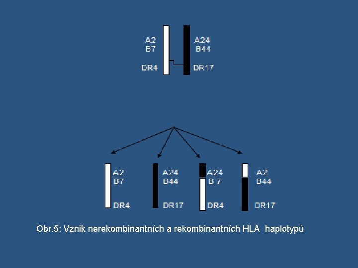 Obr. 5: Vznik nerekombinantních a rekombinantních HLA haplotypů 