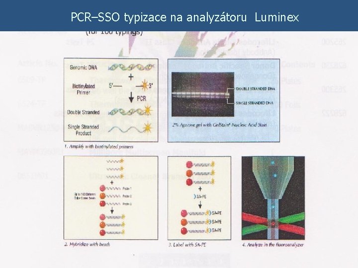PCR–SSO typizace na analyzátoru Luminex 