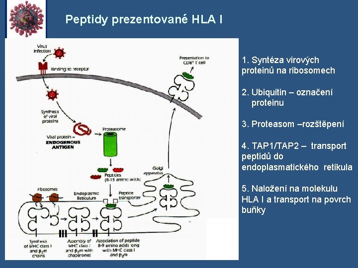 Peptidy prezentované HLA I 1. Syntéza virových proteinů na ribosomech 2. Ubiquitin – označení