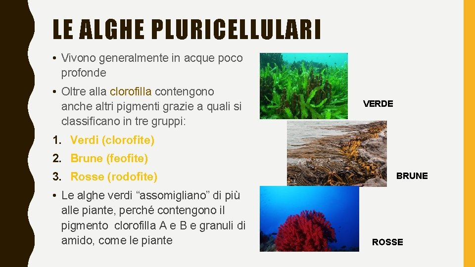 LE ALGHE PLURICELLULARI • Vivono generalmente in acque poco profonde • Oltre alla clorofilla