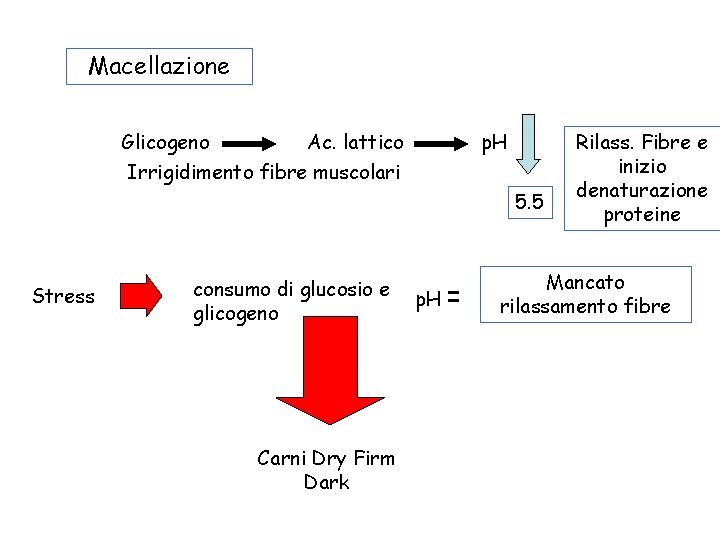Macellazione Glicogeno Ac. lattico Irrigidimento fibre muscolari p. H 5. 5 Stress consumo di