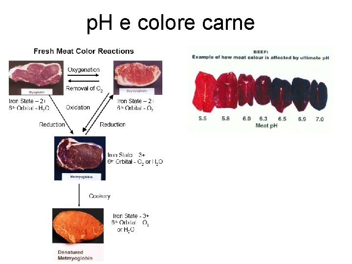 p. H e colore carne 