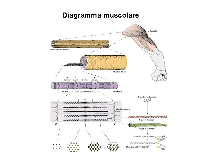 Diagramma muscolare 