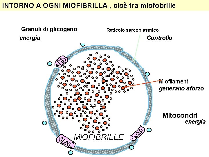 INTORNO A OGNI MIOFIBRILLA , cioè tra miofobrille Granuli di glicogeno energia Reticolo sarcoplasmico
