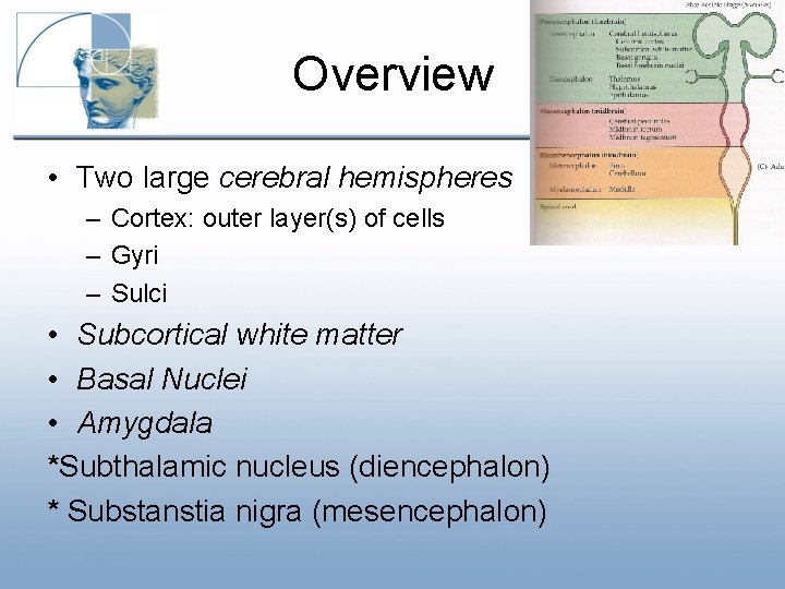 Overview • Two large cerebral hemispheres – Cortex: outer layer(s) of cells – Gyri Overview • Two large cerebral hemispheres – Cortex: outer layer(s) of cells – Gyri
