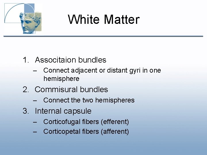 White Matter 1. Associtaion bundles – Connect adjacent or distant gyri in one hemisphere White Matter 1. Associtaion bundles – Connect adjacent or distant gyri in one hemisphere