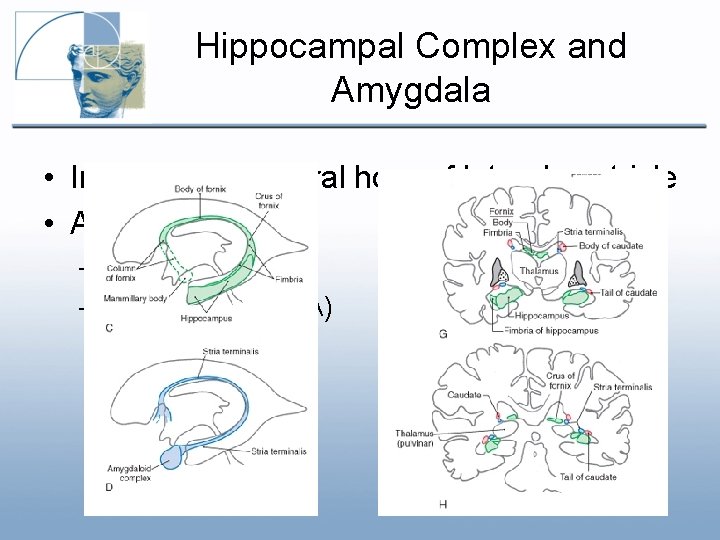 Hippocampal Complex and Amygdala • In walls of temporal horn of lateral ventricle • Hippocampal Complex and Amygdala • In walls of temporal horn of lateral ventricle •