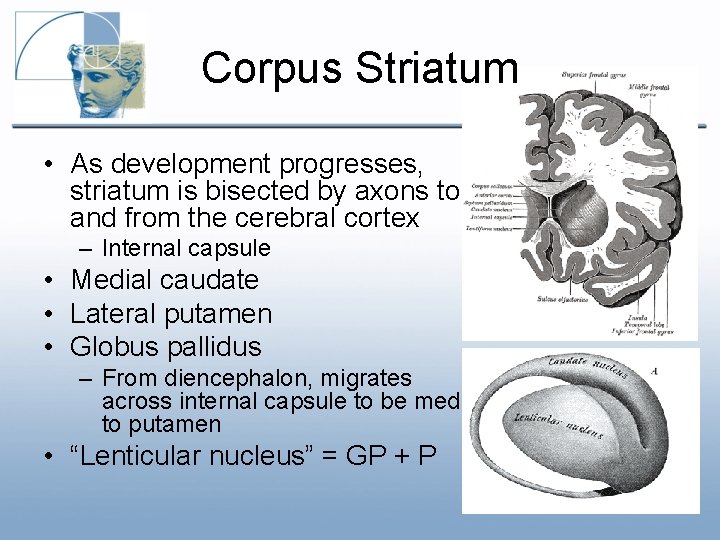 Corpus Striatum • As development progresses, striatum is bisected by axons to and from Corpus Striatum • As development progresses, striatum is bisected by axons to and from