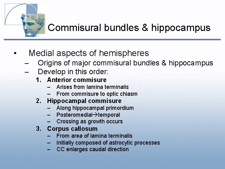 Commisural bundles & hippocampus • Medial aspects of hemispheres – – Origins of major Commisural bundles & hippocampus • Medial aspects of hemispheres – – Origins of major