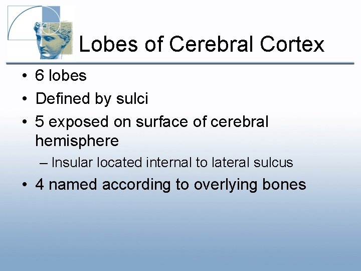 Lobes of Cerebral Cortex • 6 lobes • Defined by sulci • 5 exposed Lobes of Cerebral Cortex • 6 lobes • Defined by sulci • 5 exposed