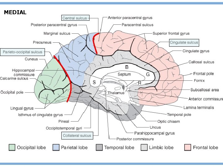 MEDIAL MEDIAL