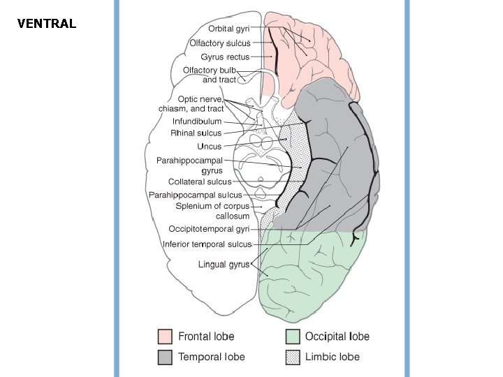 VENTRAL VENTRAL