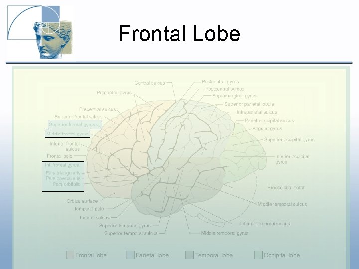 Frontal Lobe Frontal Lobe