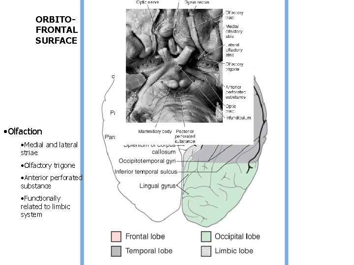 ORBITOFRONTAL SURFACE • Olfaction • Medial and lateral striae • Olfactory trigone • Anterior ORBITOFRONTAL SURFACE • Olfaction • Medial and lateral striae • Olfactory trigone • Anterior
