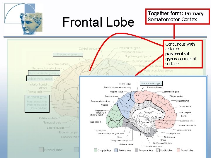 Frontal Lobe Together form: Primary Somatomotor Cortex Contiunous with anterior paracentral gyrus on medial Frontal Lobe Together form: Primary Somatomotor Cortex Contiunous with anterior paracentral gyrus on medial