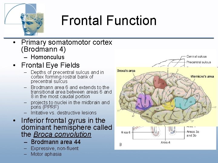 Frontal Function • Primary somatomotor cortex (Brodmann 4) – Homonculus • Frontal Eye Fields Frontal Function • Primary somatomotor cortex (Brodmann 4) – Homonculus • Frontal Eye Fields