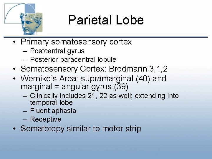 Parietal Lobe • Primary somatosensory cortex – Postcentral gyrus – Posterior paracentral lobule • Parietal Lobe • Primary somatosensory cortex – Postcentral gyrus – Posterior paracentral lobule •