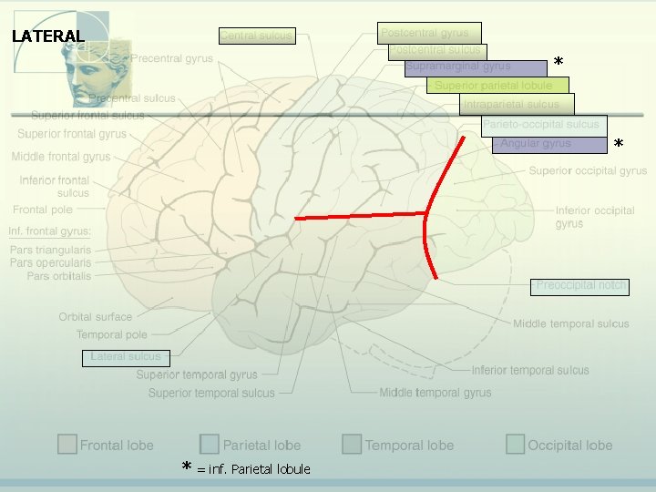 LATERAL * * * = inf. Parietal lobule LATERAL * * * = inf. Parietal lobule