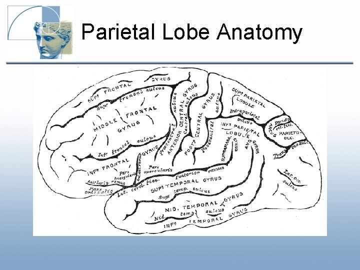 Parietal Lobe Anatomy Parietal Lobe Anatomy