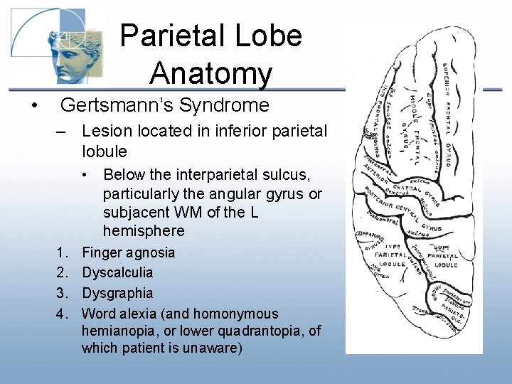 Parietal Lobe Anatomy • Gertsmann’s Syndrome – Lesion located in inferior parietal lobule • Parietal Lobe Anatomy • Gertsmann’s Syndrome – Lesion located in inferior parietal lobule •