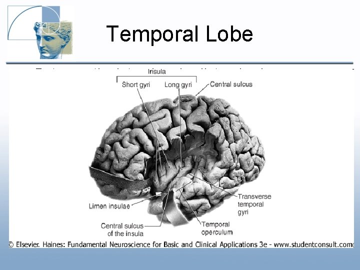 Temporal Lobe • • • Between the lateral and collateral sulcus Superior, middle, inferior Temporal Lobe • • • Between the lateral and collateral sulcus Superior, middle, inferior