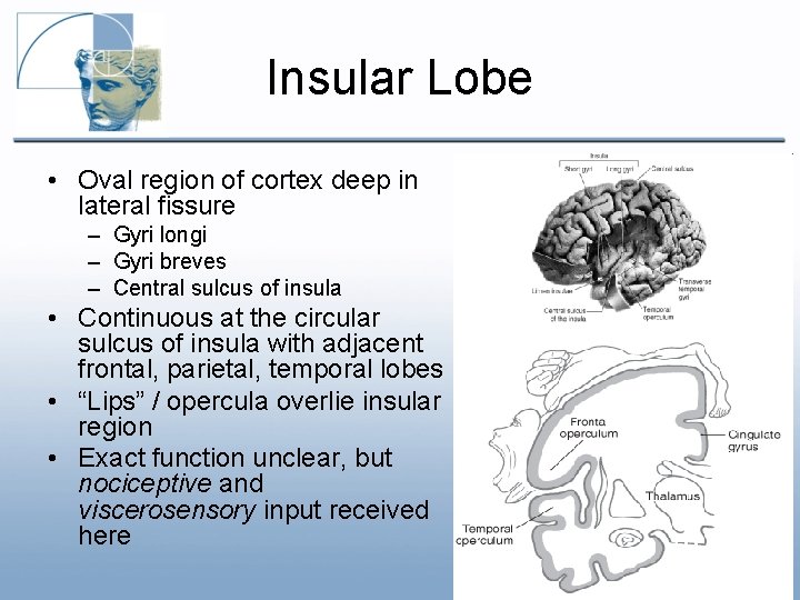 Insular Lobe • Oval region of cortex deep in lateral fissure – Gyri longi Insular Lobe • Oval region of cortex deep in lateral fissure – Gyri longi