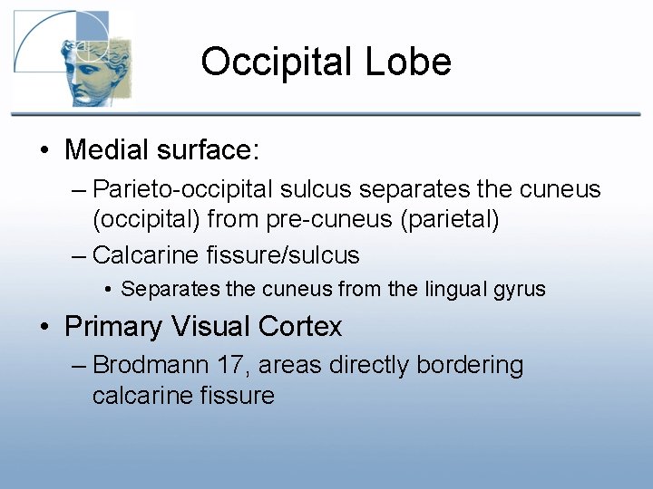Occipital Lobe • Medial surface: – Parieto-occipital sulcus separates the cuneus (occipital) from pre-cuneus Occipital Lobe • Medial surface: – Parieto-occipital sulcus separates the cuneus (occipital) from pre-cuneus