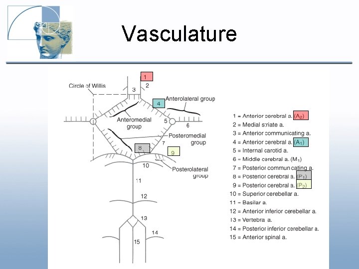 Vasculature Vasculature
