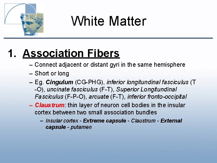 White Matter 1. Association Fibers – Connect adjacent or distant gyri in the same White Matter 1. Association Fibers – Connect adjacent or distant gyri in the same