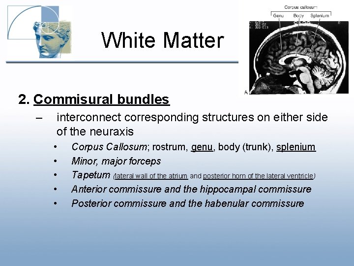 Overview of The Telencephalon Haines Chapter 16 Neurology