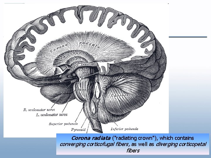 Corona radiata ("radiating crown"), which contains converging corticofugal fibers, as well as diverging corticopetal Corona radiata ("radiating crown"), which contains converging corticofugal fibers, as well as diverging corticopetal