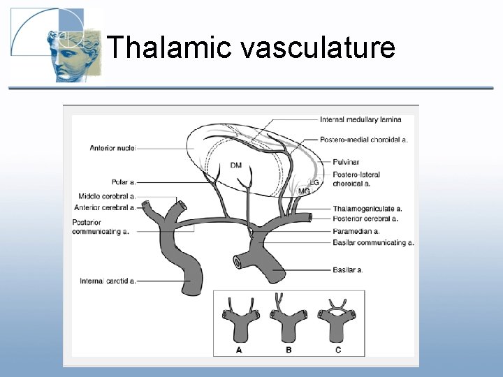 Thalamic vasculature Thalamic vasculature
