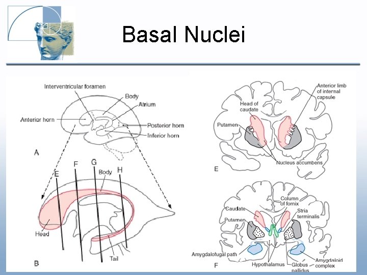 Basal Nuclei Basal Nuclei