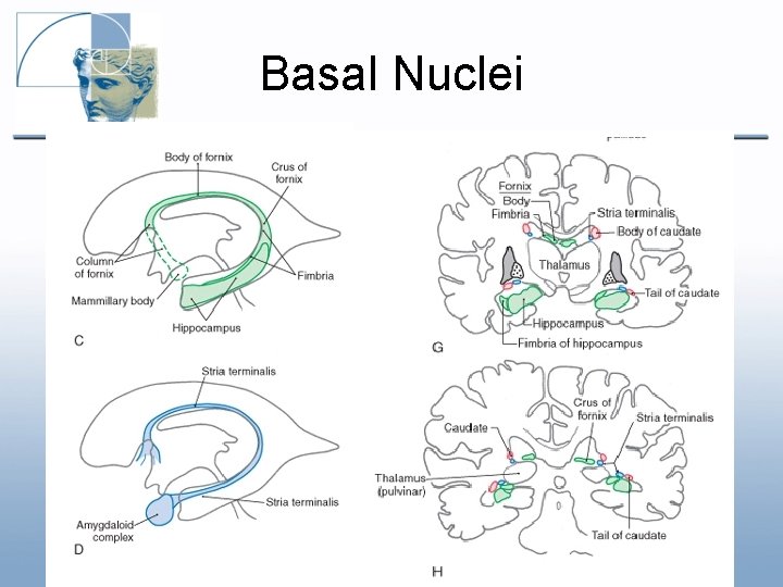 Basal Nuclei Basal Nuclei